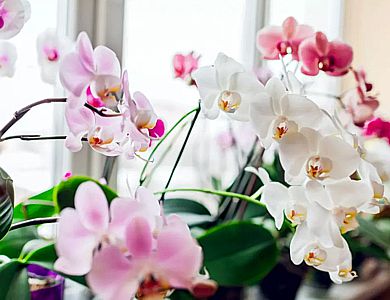 Как правилно да подрежете корените на орхидеята - съвети от професионален градинар